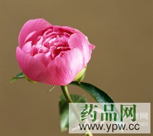 ��ˎ����Ů��һ���o(h��)��